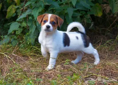 جراء جاك راسل استيراد روسيا index