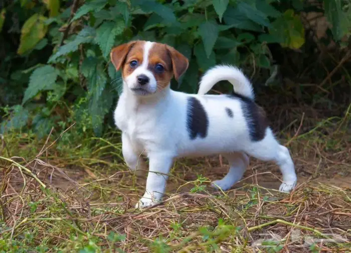 جراء جاك راسل استيراد روسيا 4