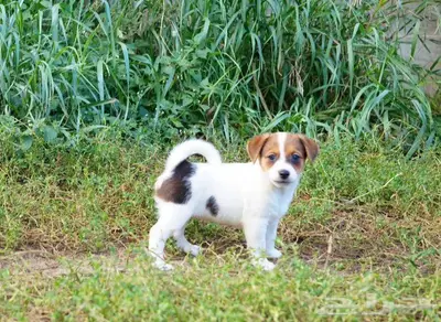 جراء جاك راسل استيراد روسيا index