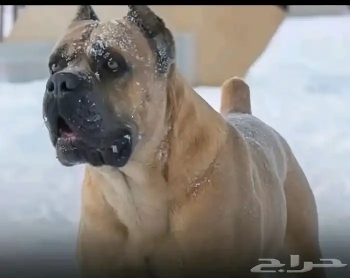 مدرب كلاب dog trainer 0