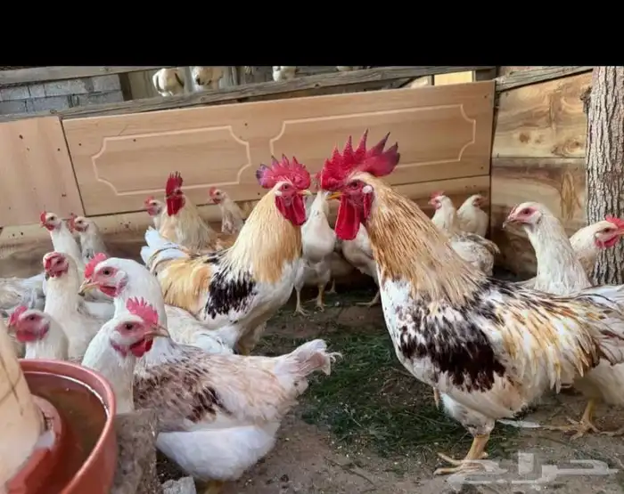 بيض لوهمان بروان بيور 3