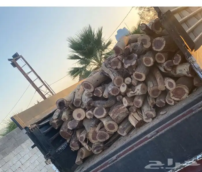 حطب سمر شرط 2