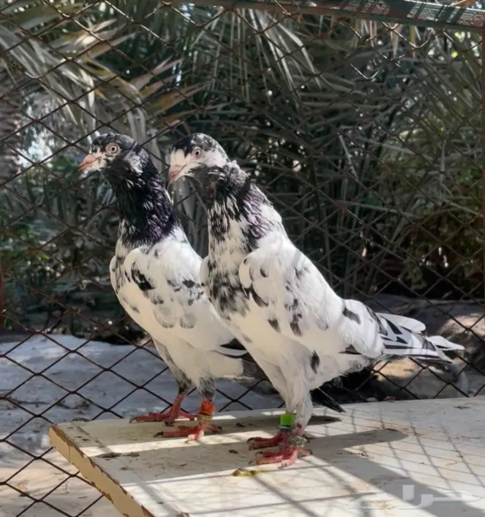 حمام باكستاني تيدي سخي 0