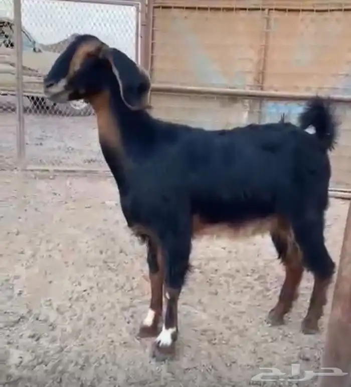 للبيع عنز معها تيس 0