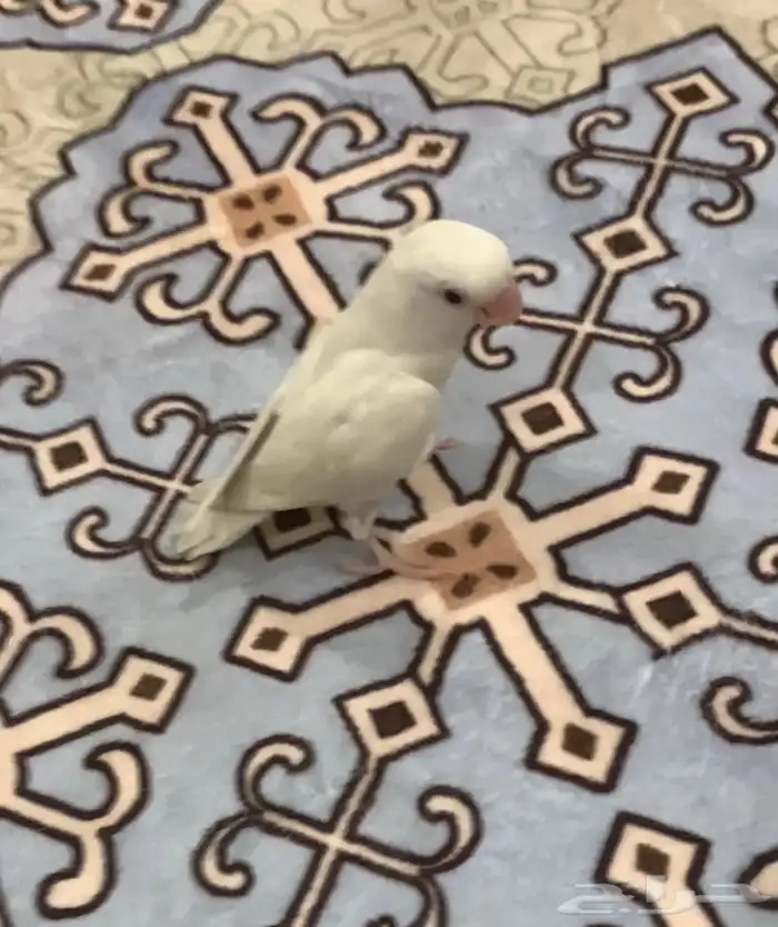 ماشاء الله طير روز البينو 2