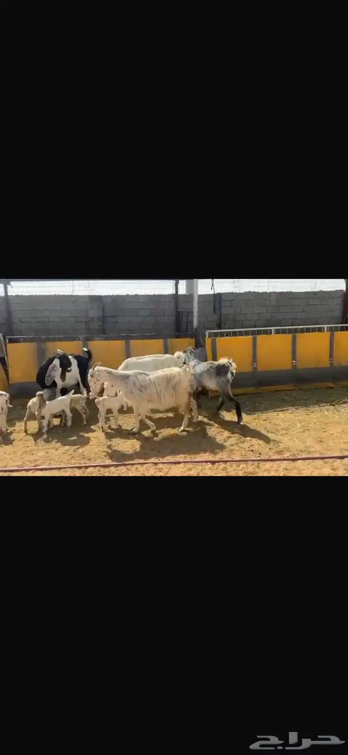 عرض بيع معزاء مواليد 4