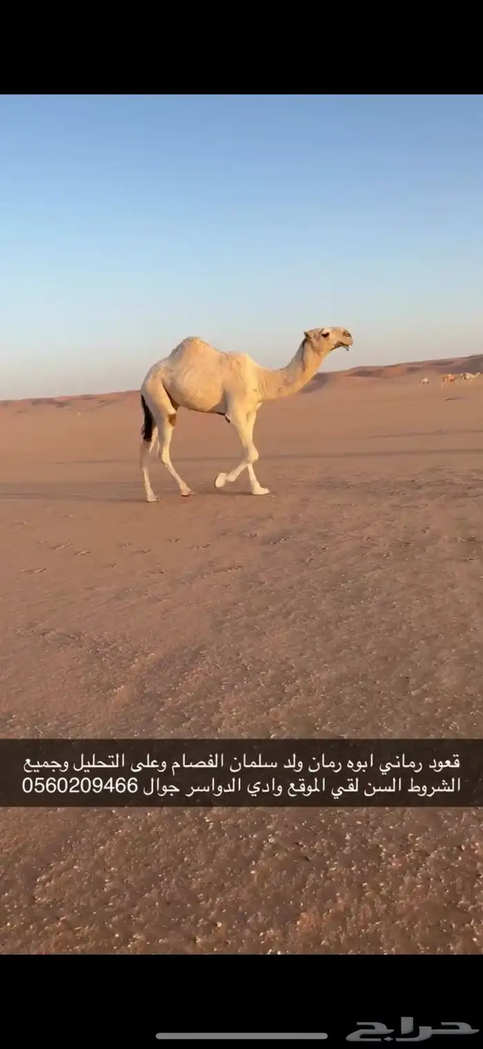 قعود لقي وضروبه طيبه معه 2