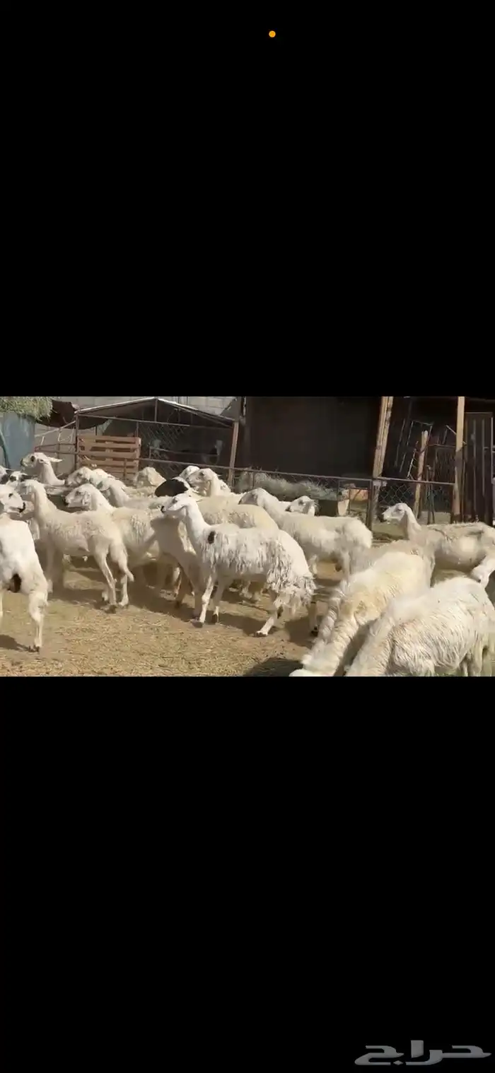 ضان مجموعتين. 38 بهمها 28 ومجموعه 55 دفيع 0