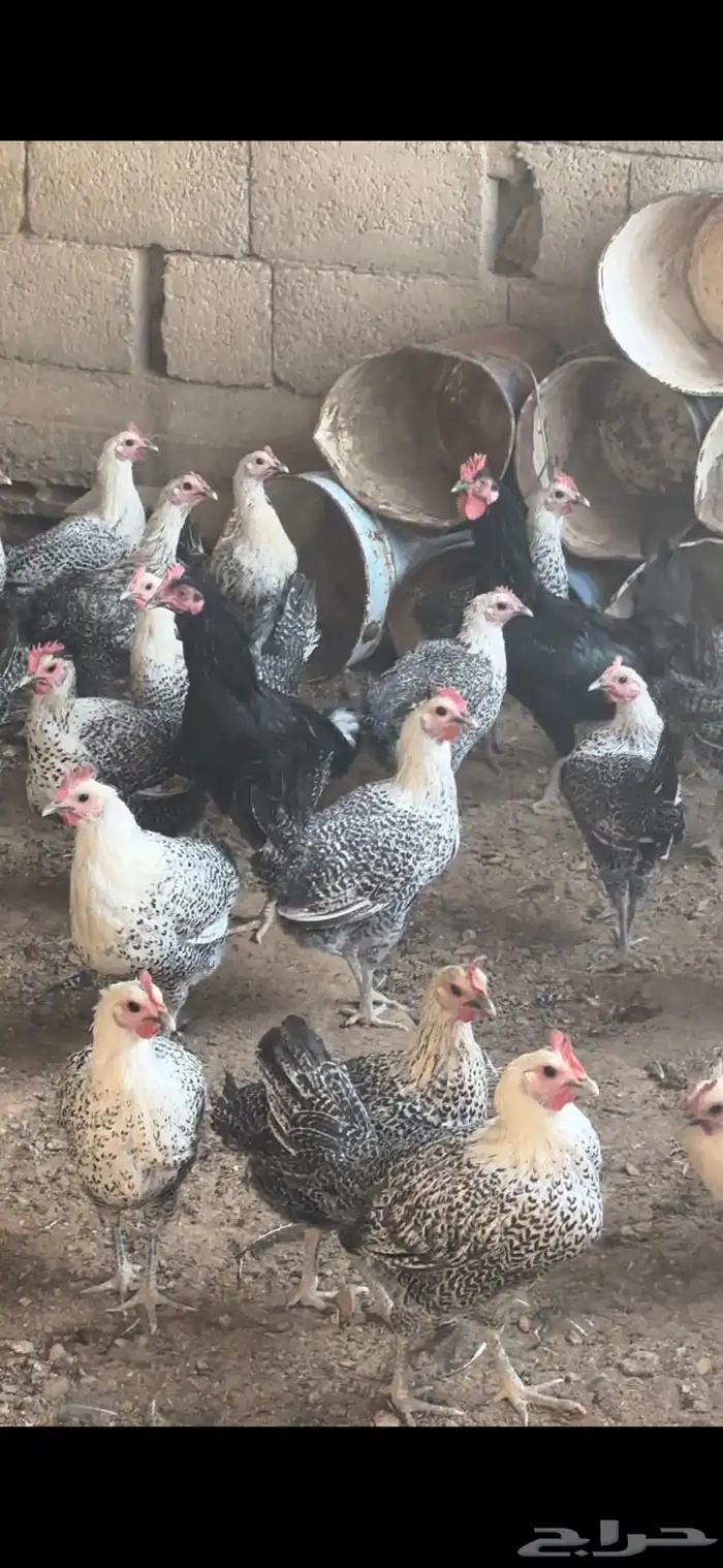 دجاج فيومي بياض 2