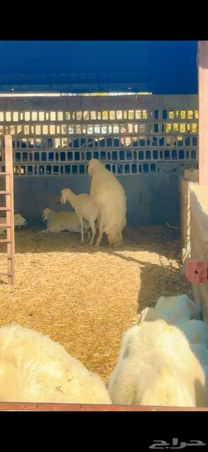 حريات دفيع ومقرعات 3