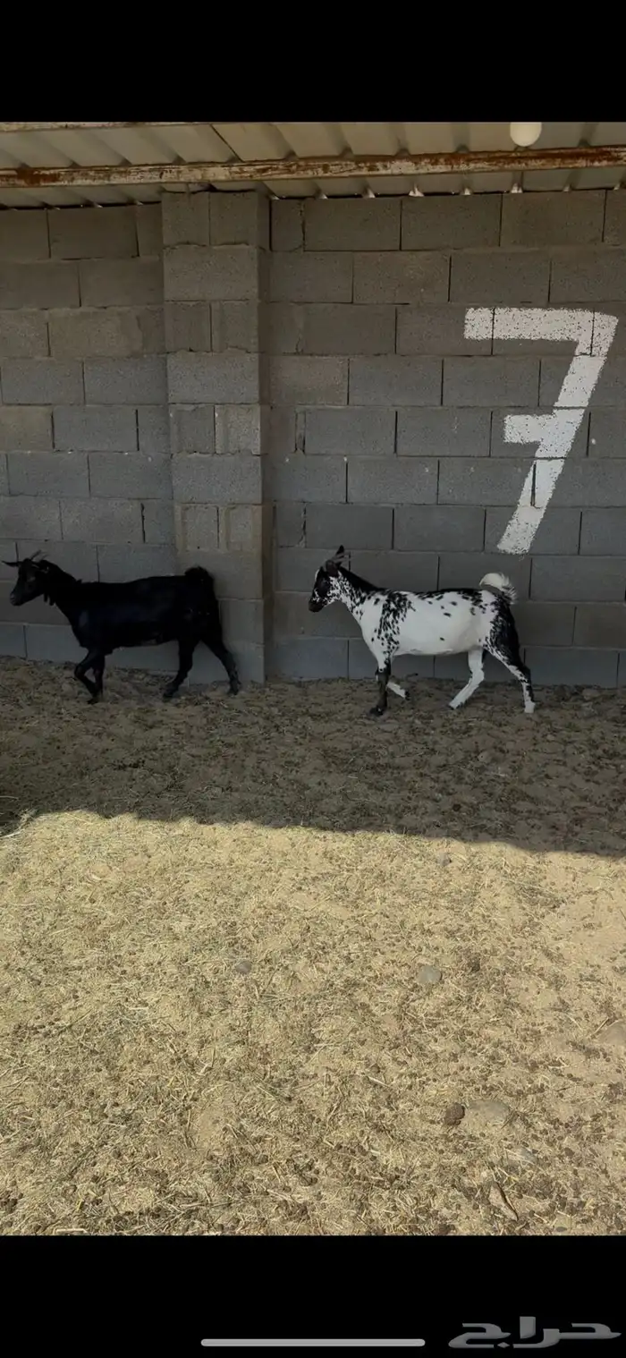 معزاء قزميه سوم تفريد من 1000 1