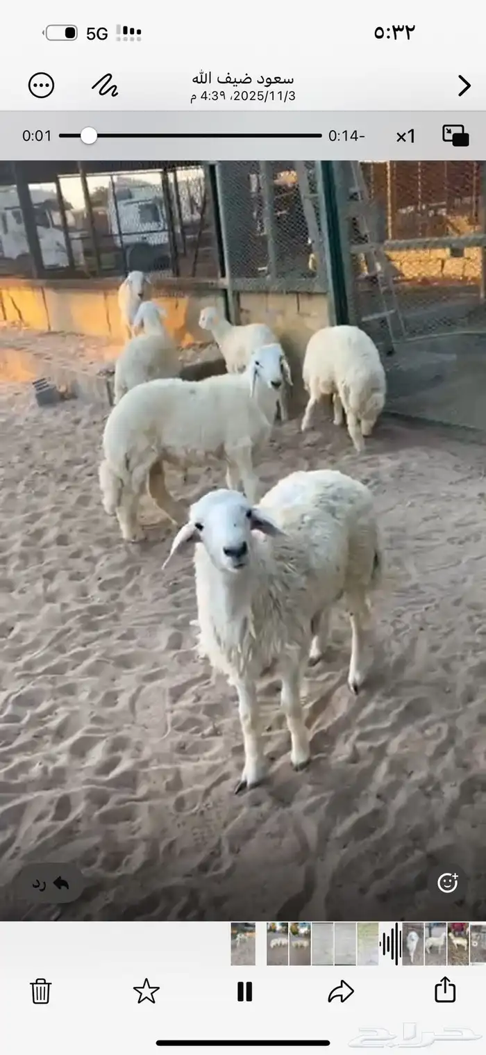 بهم خرفان حريات 1