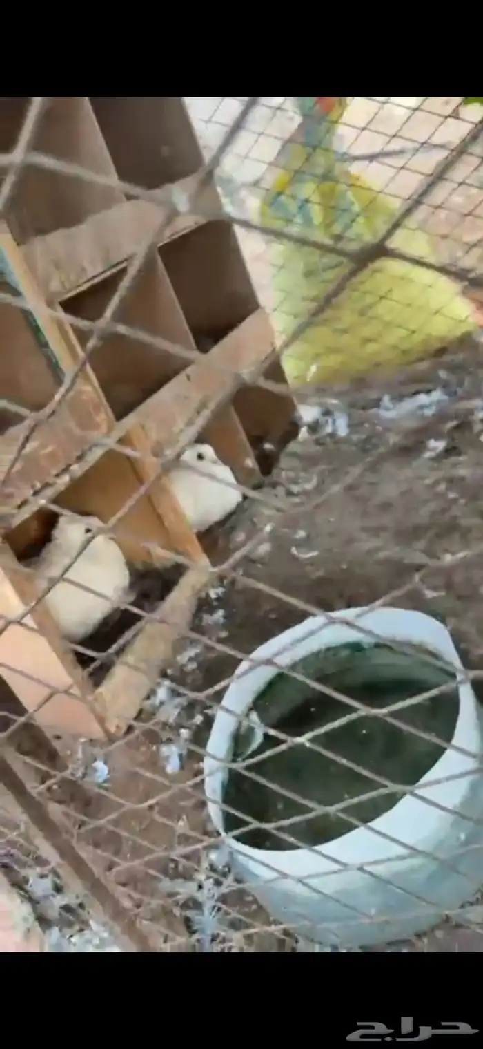 حمام زاجل   فرنسي 2