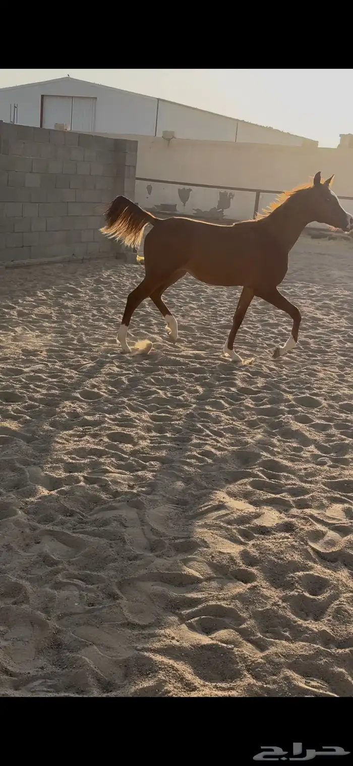 مهره شعبيه عربيه قطعه وجبار وكفو المهره 2