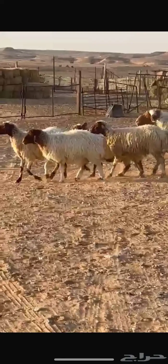 غنم نعيم دفيه قريب ولادها 1