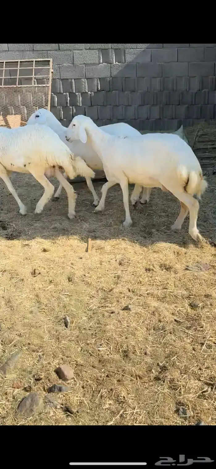 رخال جذعات مبايين مقربات 0