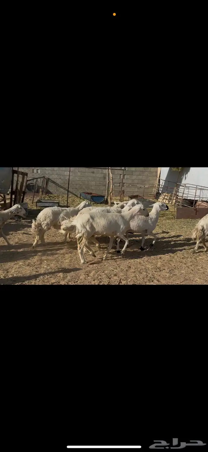 ضان مجموعتين. 38 بهمها 28 ومجموعه 55 دفيع 2