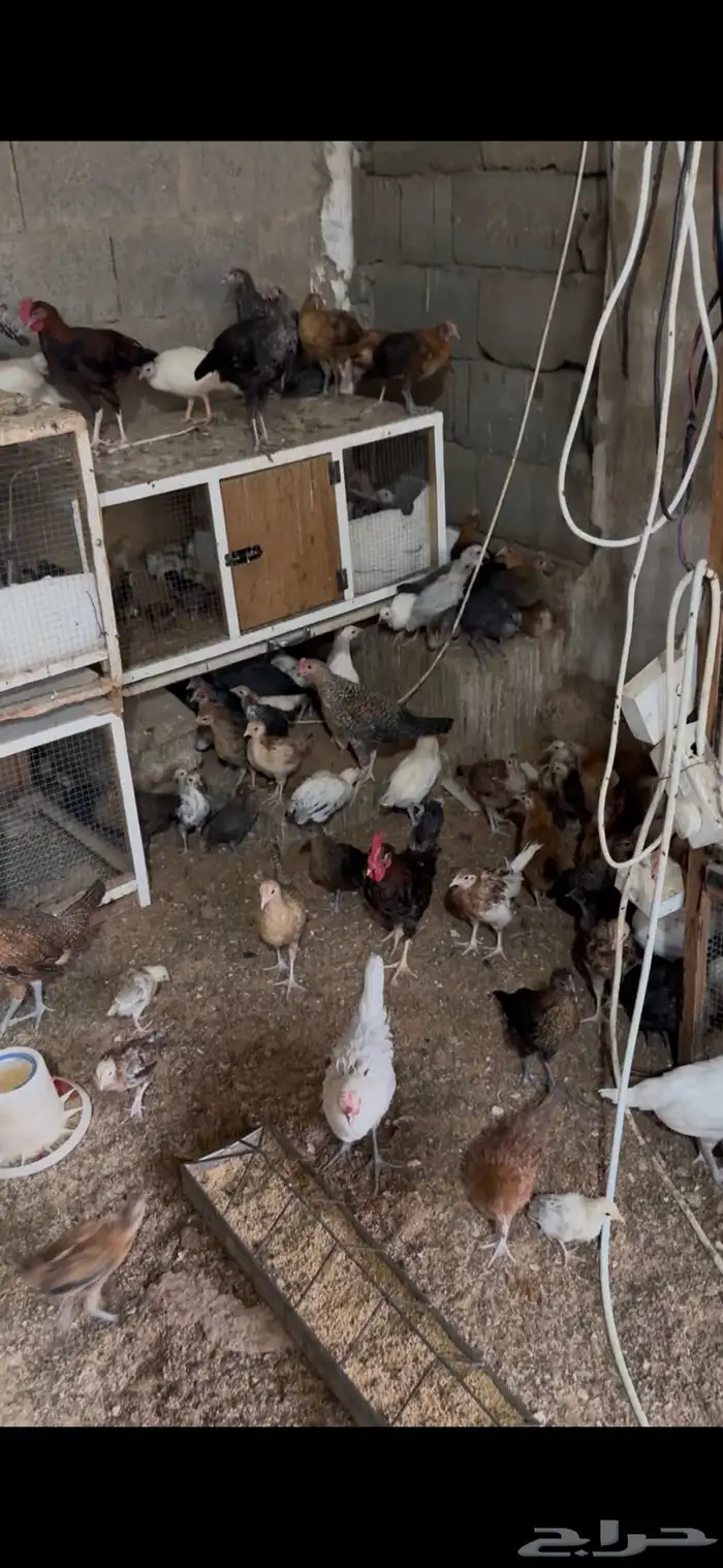 للبيع صوص دجاج بشاير 0