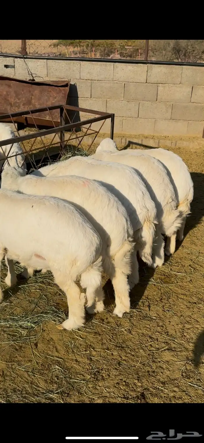 طليان مراح واحد للبيع 8