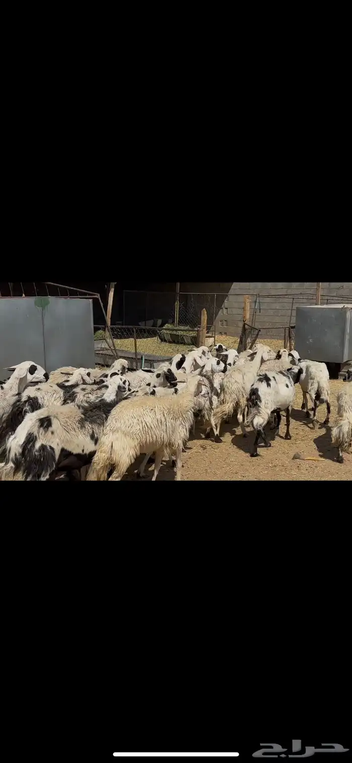 ضان مجموعتين. 38 بهمها 28 ومجموعه 55 دفيع 4