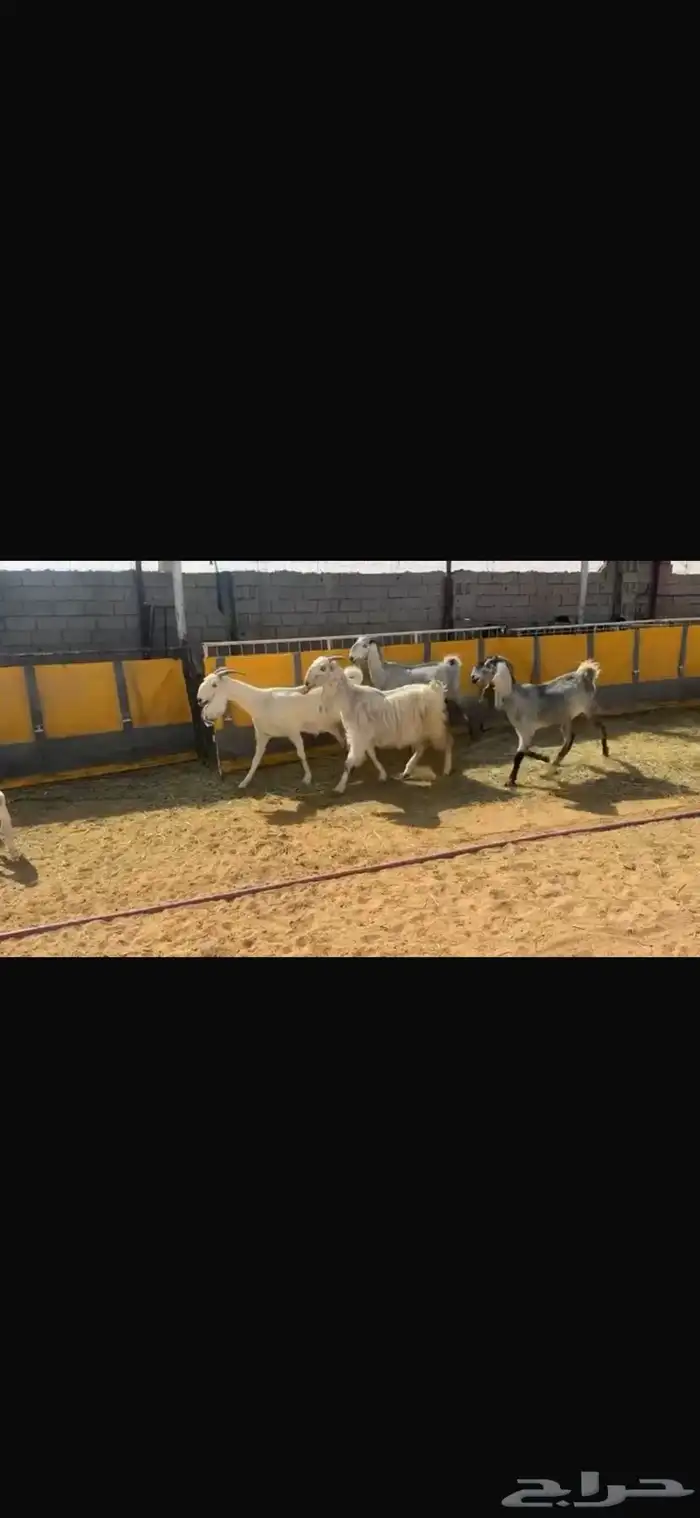 عرض بيع معزاء مواليد 6