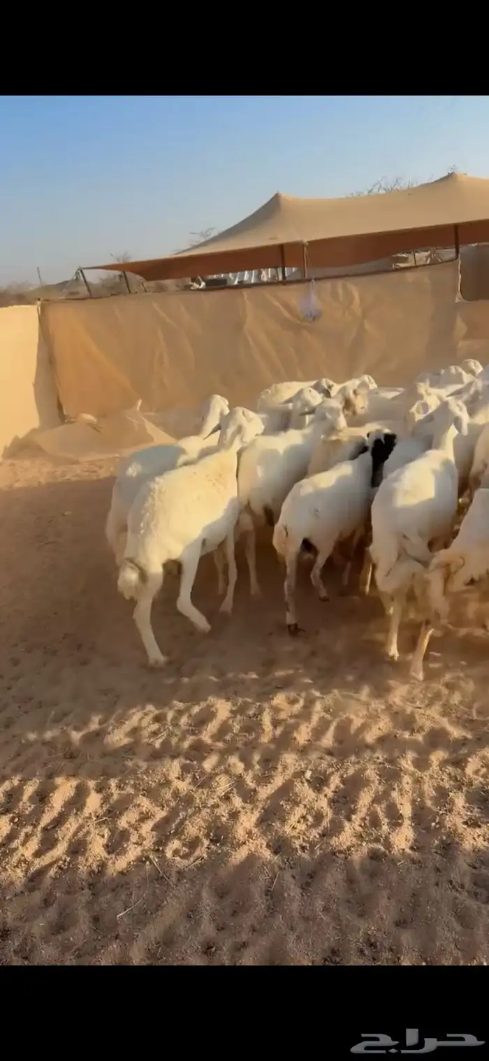 33من الضان كفو وطيبه 0