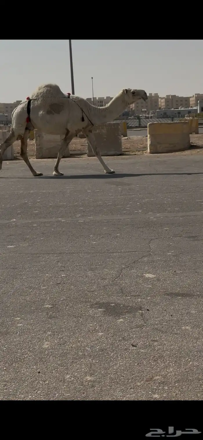 ضروبه وضحى 0