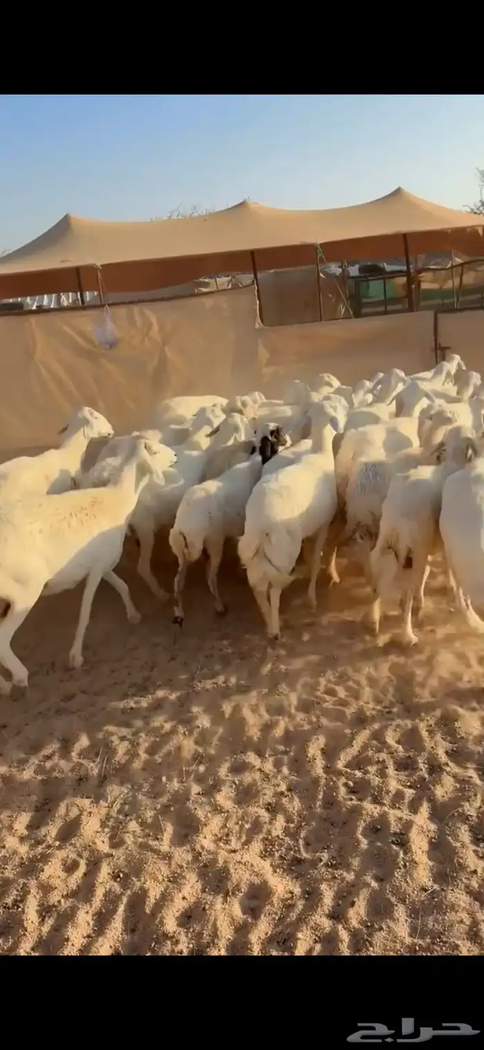 33من الضان كفو وطيبه 1