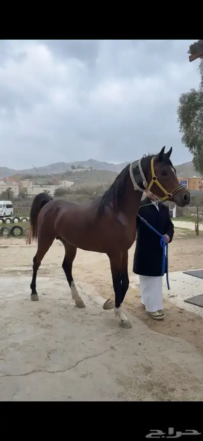 حصان عربي ورق index