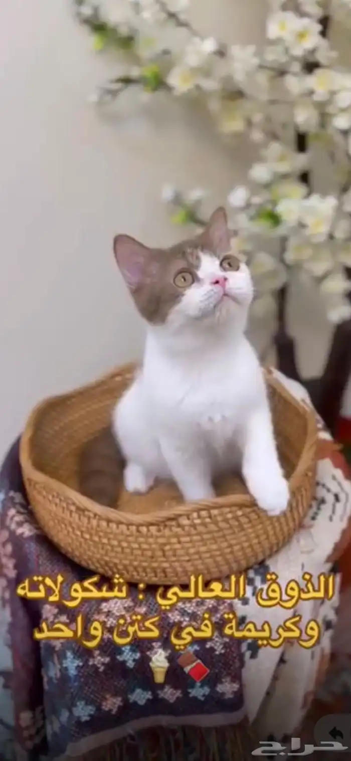 سكوتش ستريت لون نادر مسجل 0