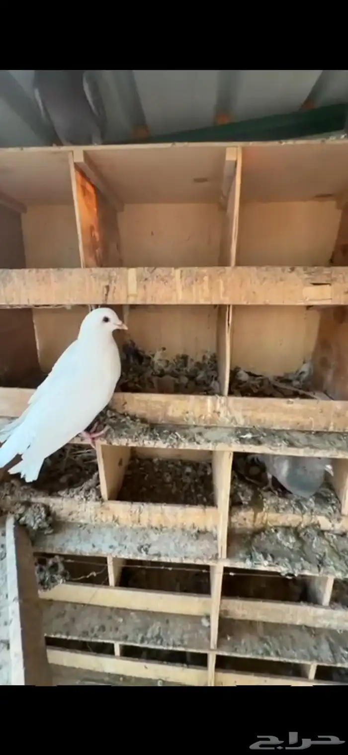 حمام زاجل   فرنسي 4