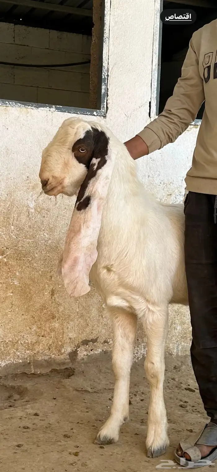 مشاريع فحول تيوس هولندي 1