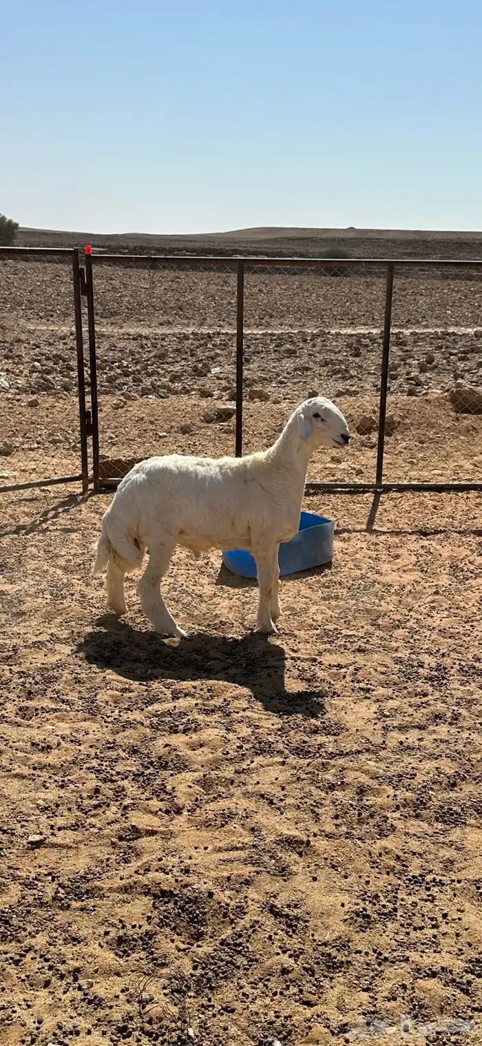 مشروع فحل حري كفو 0