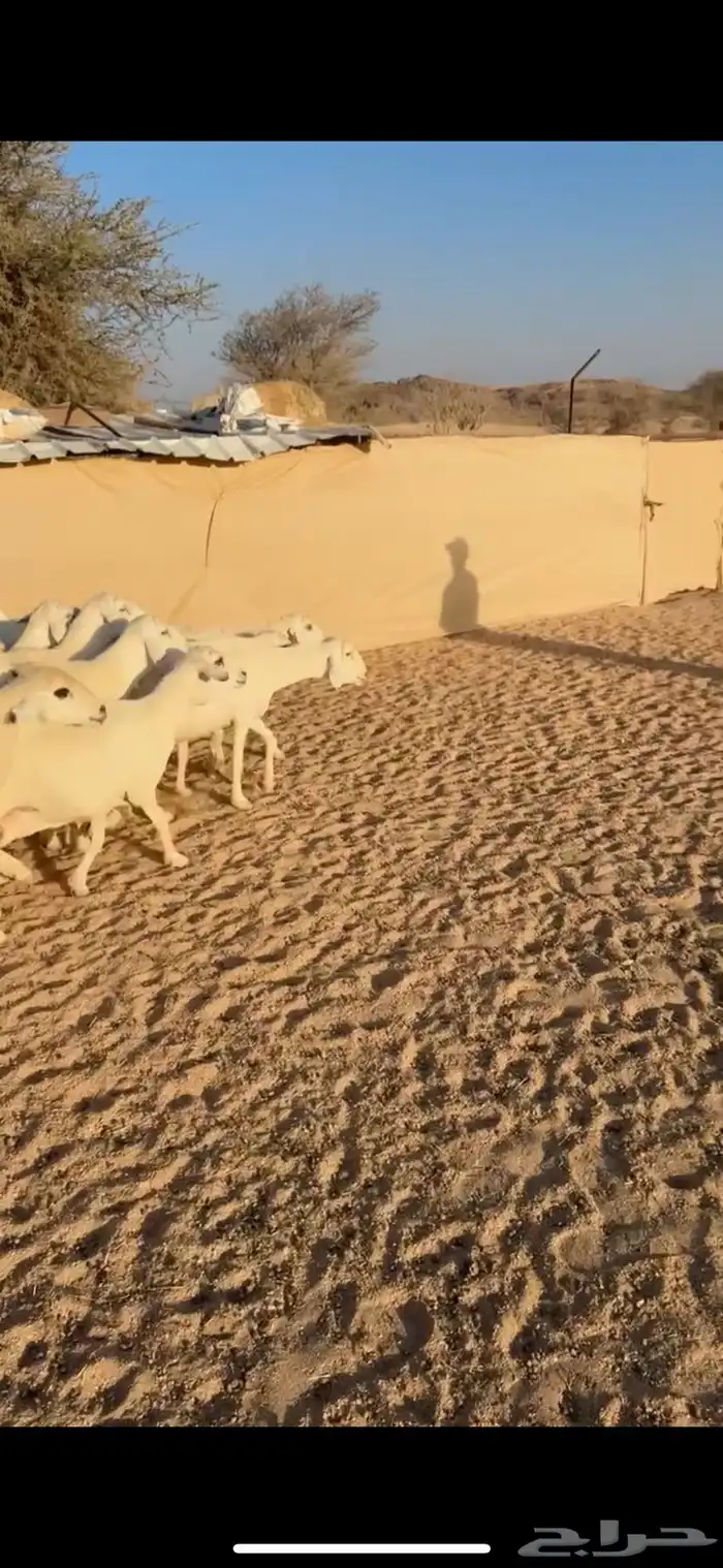 33من الضان كفو وطيبه 6