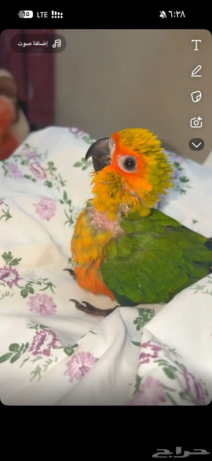 فرخ صن كنيور 3