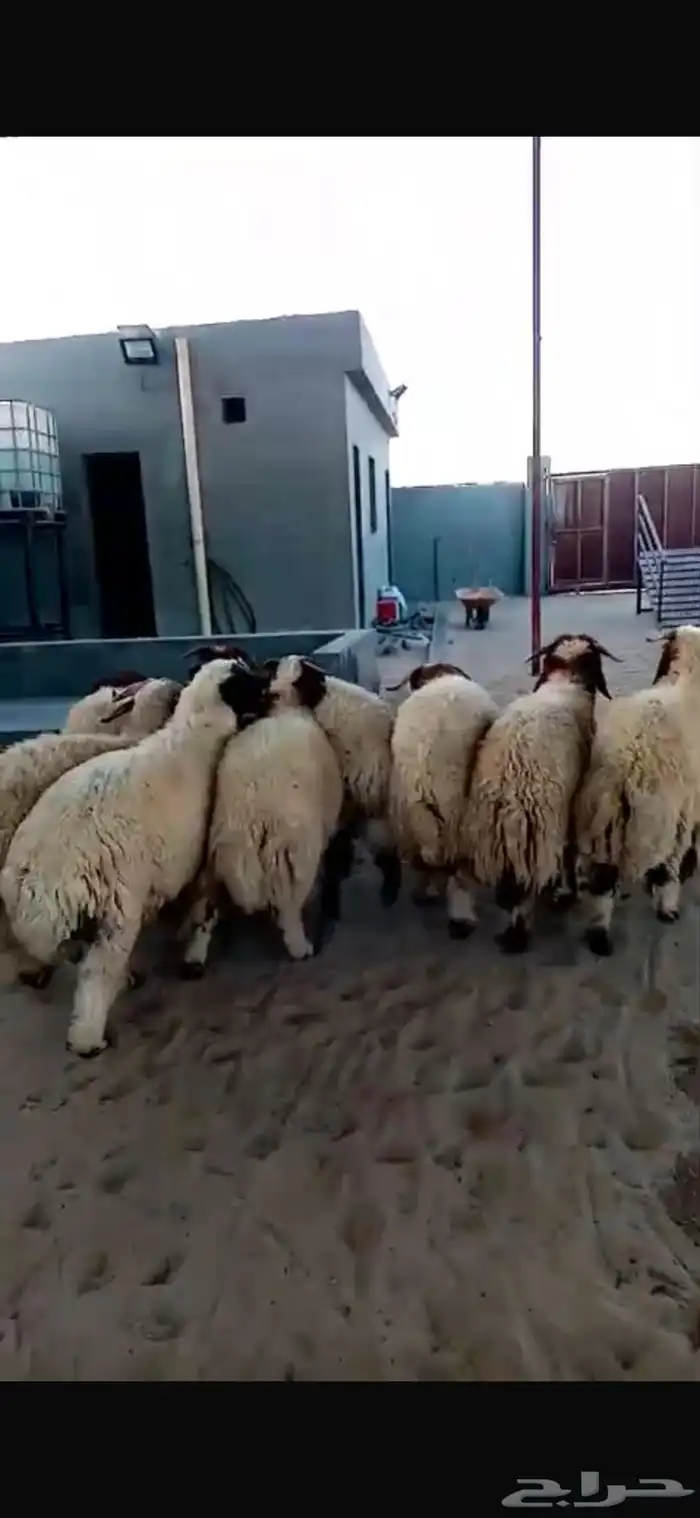 ذبايح نعيم بلدي 0