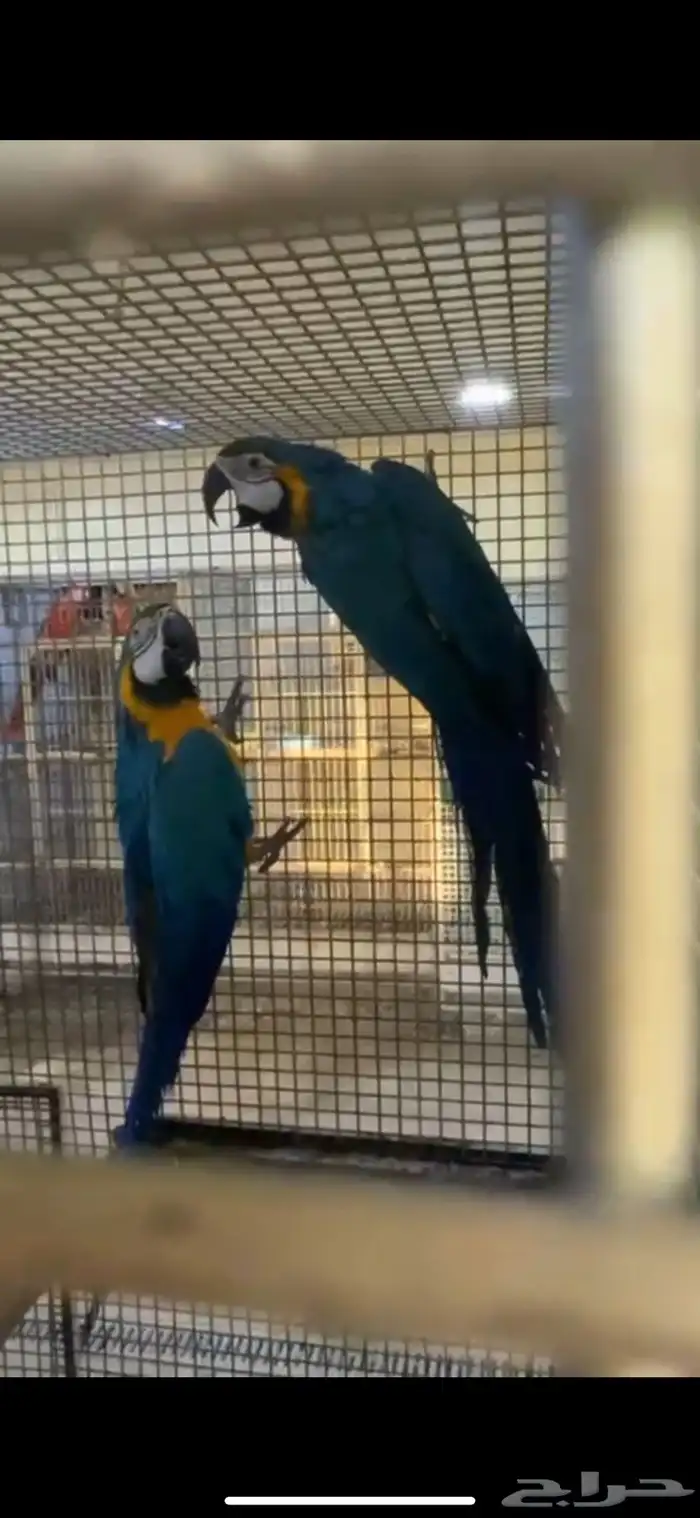 مكاو بلو قولد 1