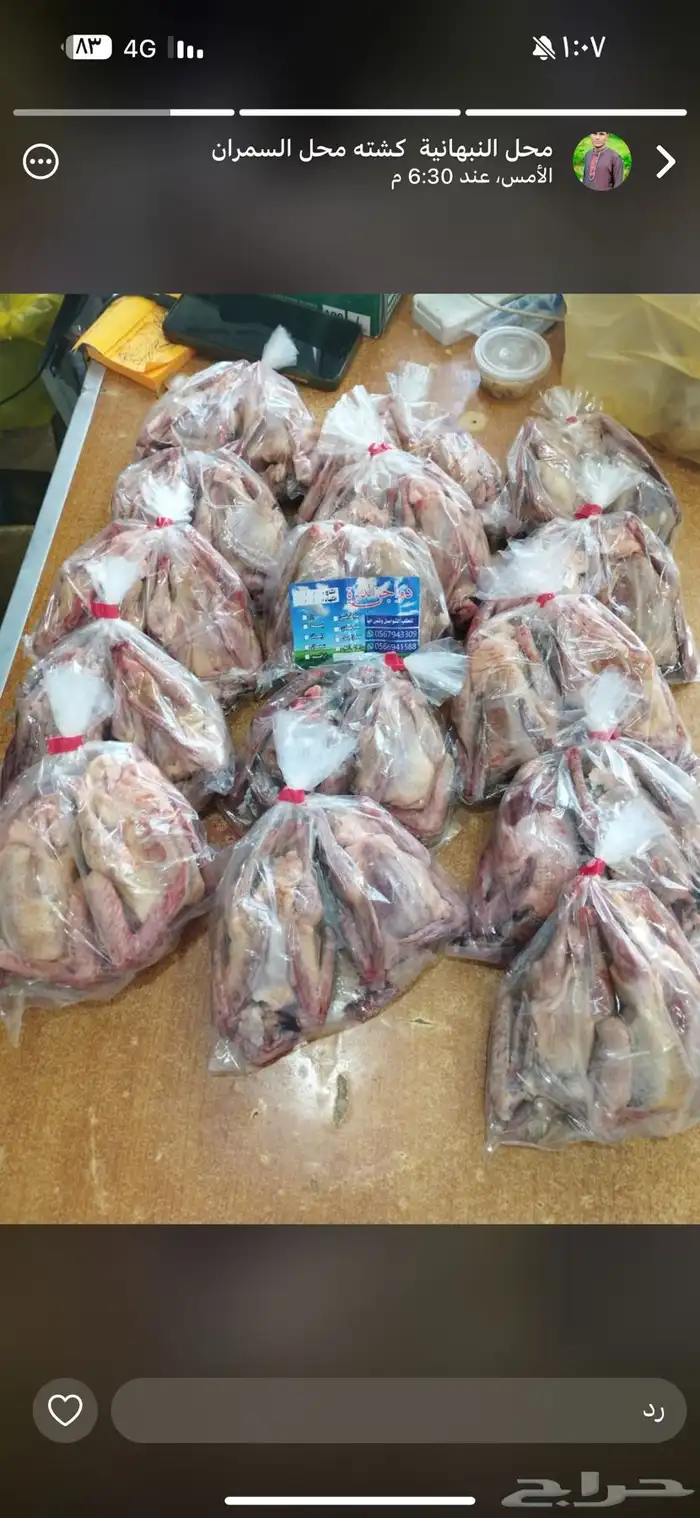 فراخة حمام بلدي وزاجل وفرنسي 6