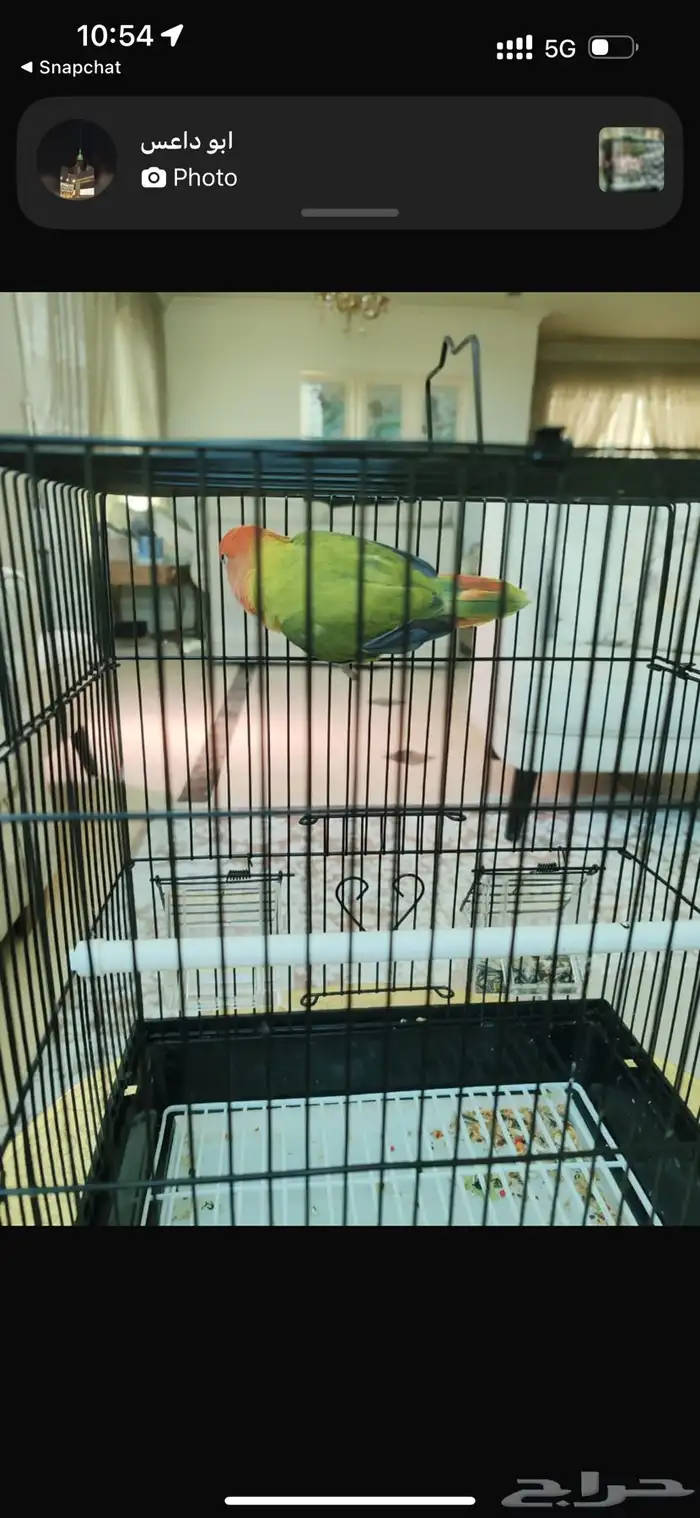 طير روز للبيع 2