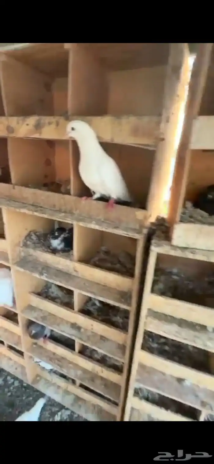 حمام زاجل   فرنسي 3