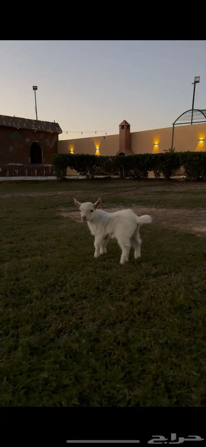 ماعز قزم ذكر 2