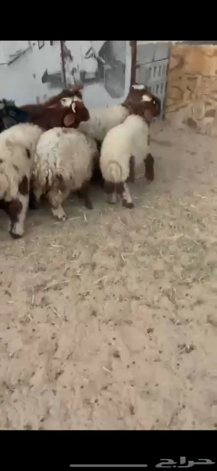 هرافا نعيم 0