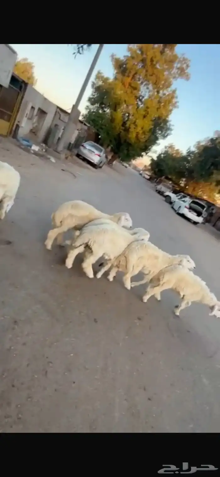 بهم خرفان حريات 2