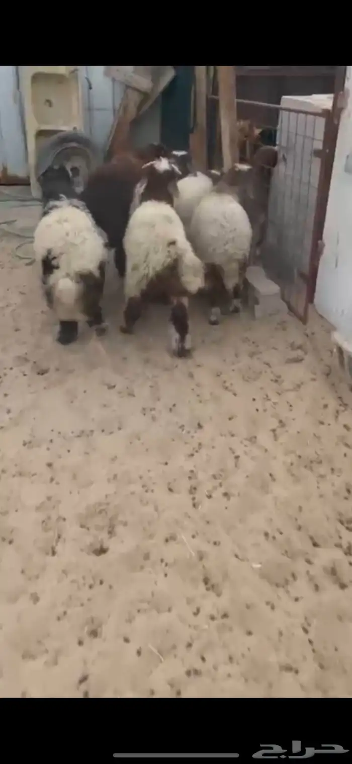 هرافا نعيم 1