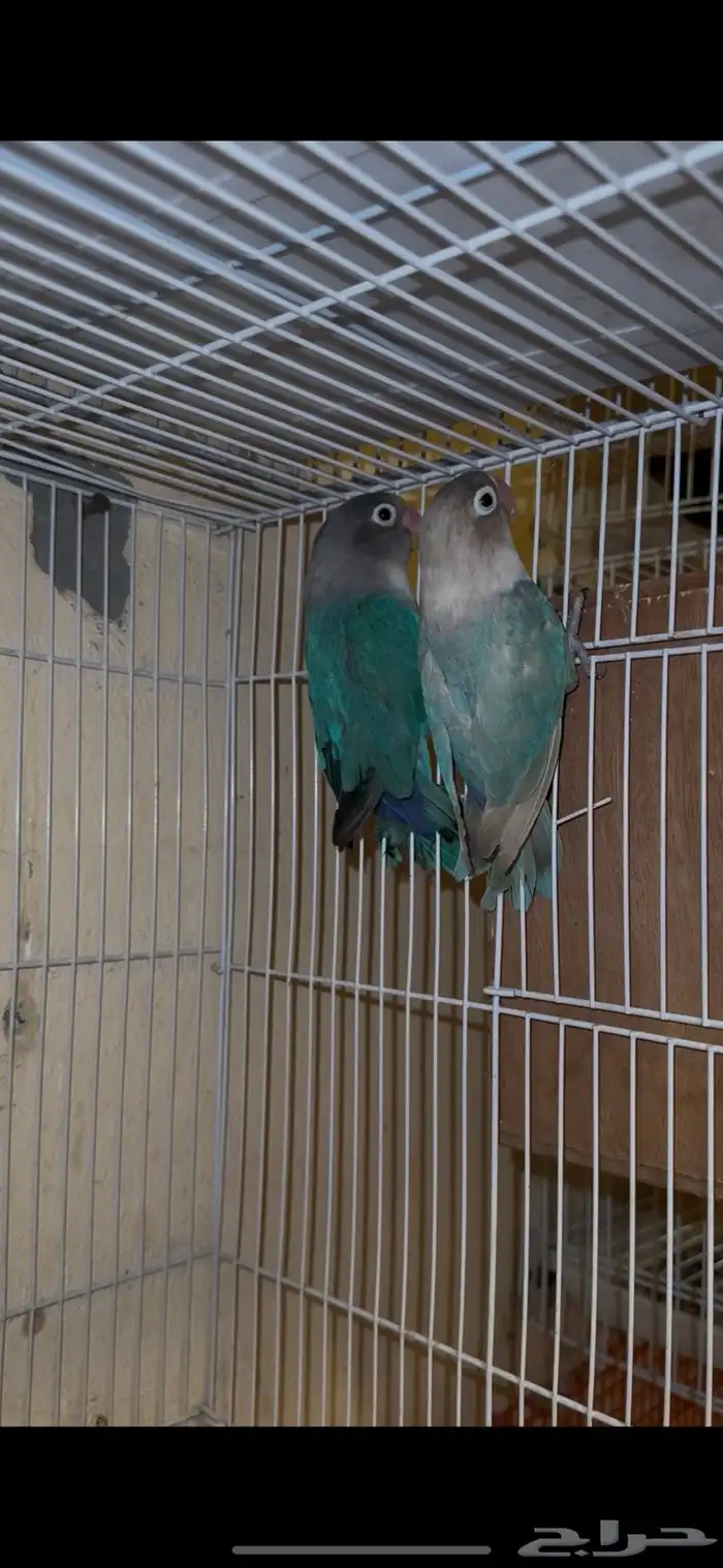 زوجين فيشر هولندي منتجه 3