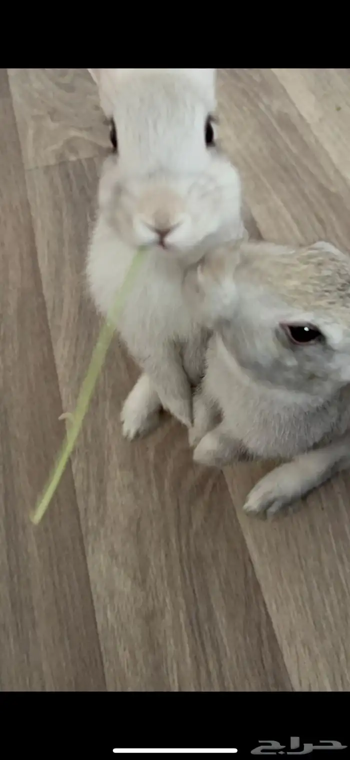 ارنب رمادي وابيض 0