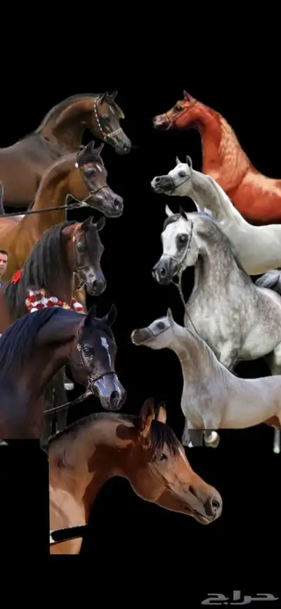 حصان عربي ورق index