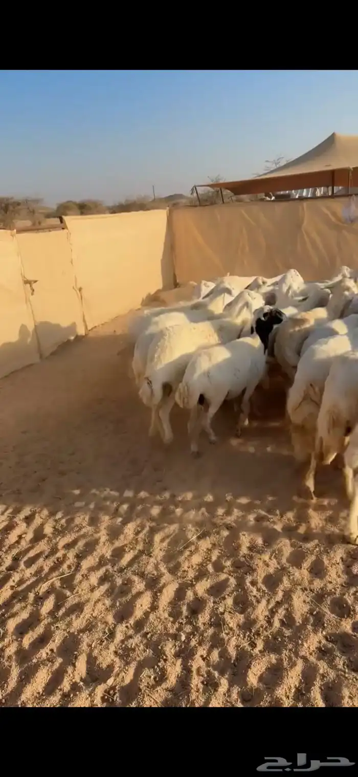 33من الضان كفو وطيبه 5