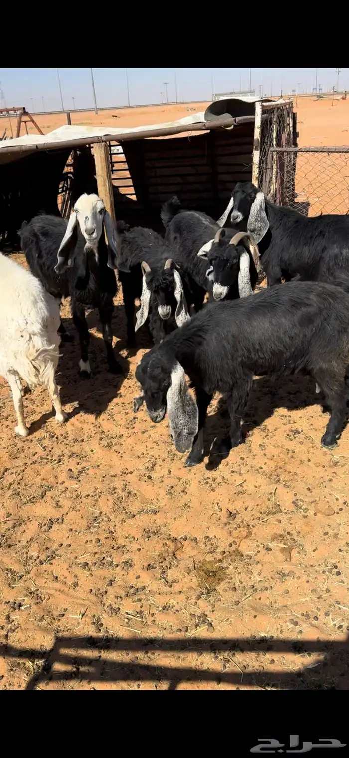 للبيع المعزاء 0