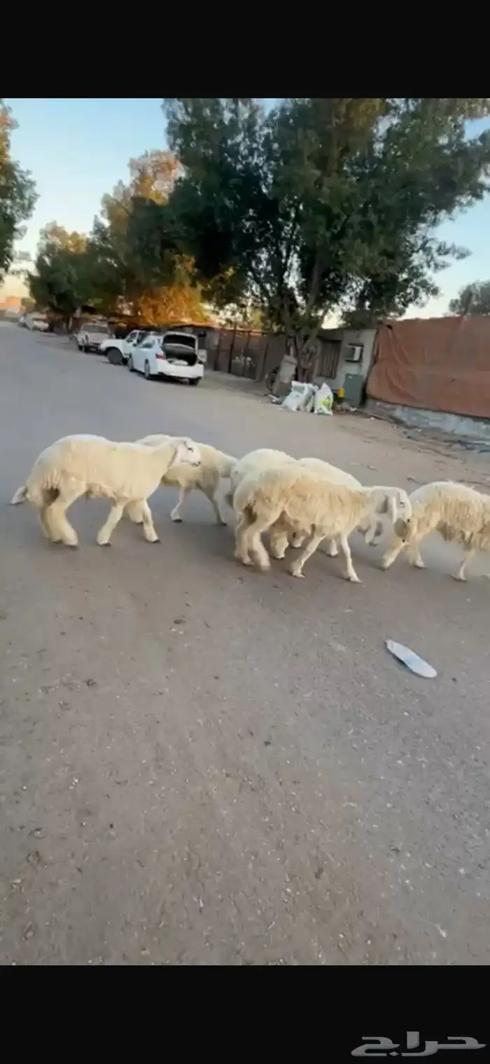 بهم خرفان حريات 3